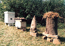 Staništa pčela